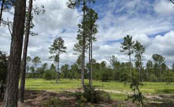 Pictures of Land property located at 00 Laughlin Loop, Aiken, SC 29805 for sales - image #1