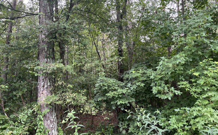Pictures of Land property located at 119 Kirk Road NW, White, GA 30184 for sales - image #1