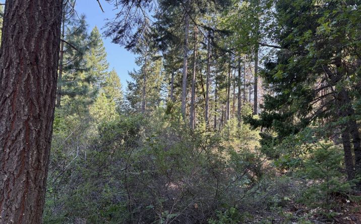 Pictures of Land property located at Castle Lake Rd, Mt. Shasta, CA 96067 for sales - image #1