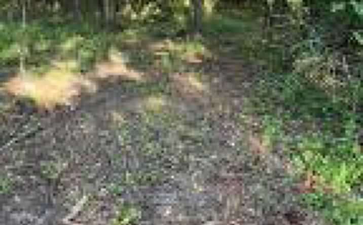 Pictures of Land property located at 0 Archie Ware Road, Trenton, SC 29847 for sales - image #1
