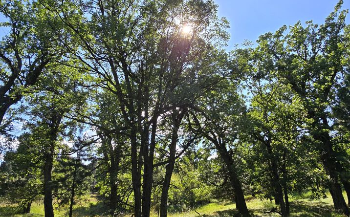 Pictures of Land property located at 5410 Lazy Horse Ln, Spearfish, SD 57783 for sales - image #1
