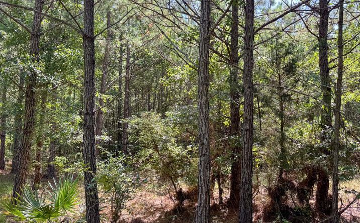 Pictures of Land property located at North Johnsville 10, Hermitage, AR 71647 for sales - image #1