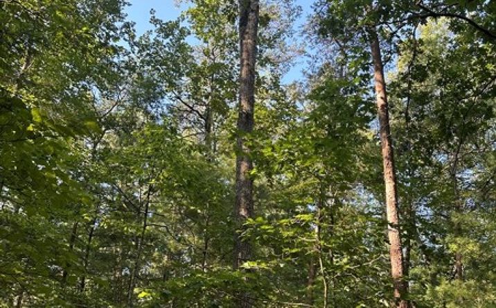 Pictures of Land property located at Lot 2B Gidsville Road, Amherst, VA 24521 for sales - image #1