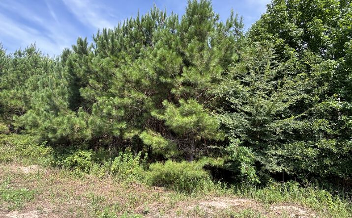 Pictures of Land property located at 2539 FM995, Atlanta, TX 75551 for sales - image #1