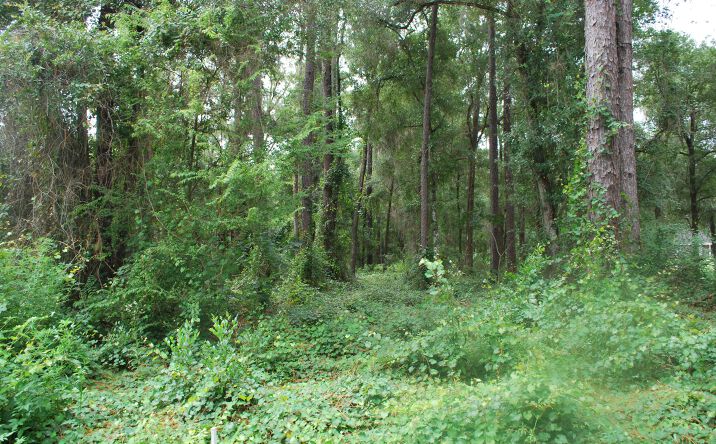 Pictures of Land property located at 000 NW 35th St, Ocala, FL 34475 for sales - image #1