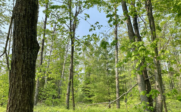 Pictures of Land property located at Lot 1827 Sandpiper Trl, Treetops Village, MI 49735 for sales - image #1