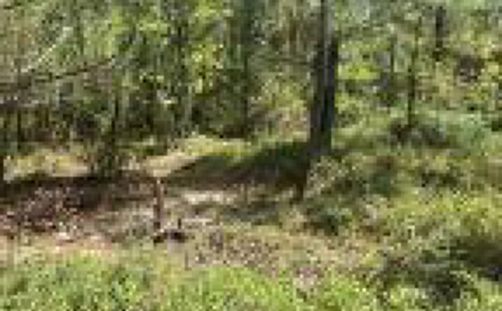 Pictures of Land property located at Ppf 6 Payne Pond Road, Kershaw, SC 29067 for sales - image #1