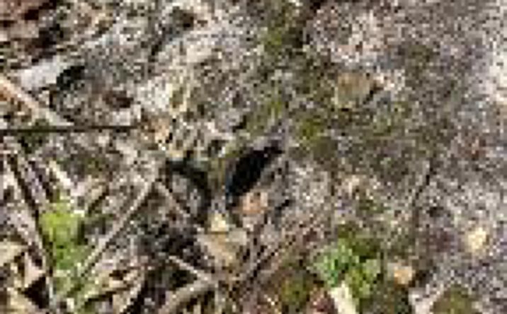 Pictures of Land property located at Ppf 9 Payne Pond Road, Kershaw, SC 29067 for sales - image #1