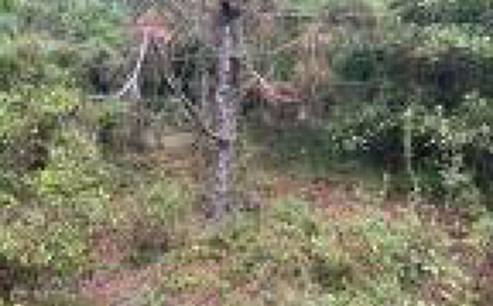 Pictures of Land property located at Ppf 5 Payne Pond Road, Kershaw, SC 29067 for sales - image #1