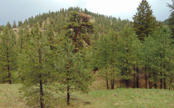 Pictures of Land property located at 15 Shady Spring Lane, Cascade, MT 59421 for sales - image #1