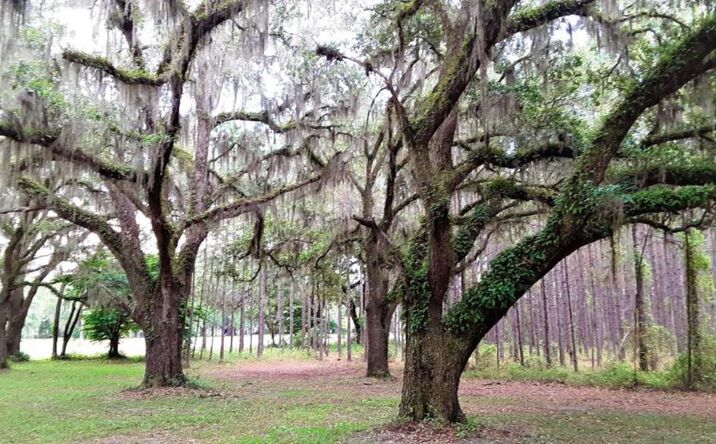 Pictures of Land property located at Us Hwy 19, Perry, FL 32348 for sales - image #1