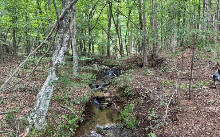 Pictures of Land property located at 140+/-  acres Hwy 100, Franklin, USA 30217 for sales - image #1