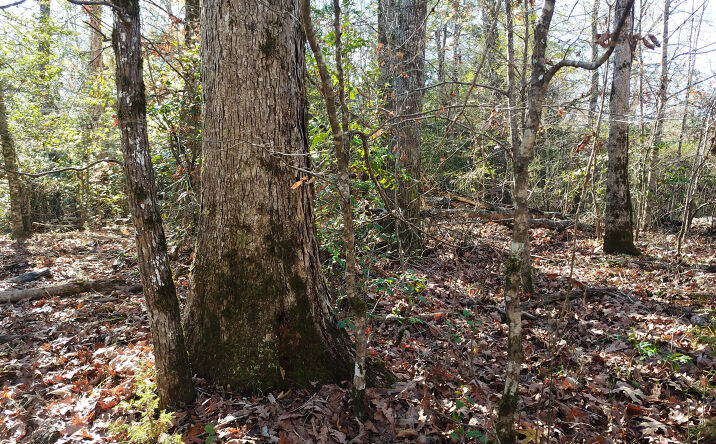 Pictures of Land property located at 609 Acres Investment Land, Arkadelphia, AR 71923 for sales - image #1