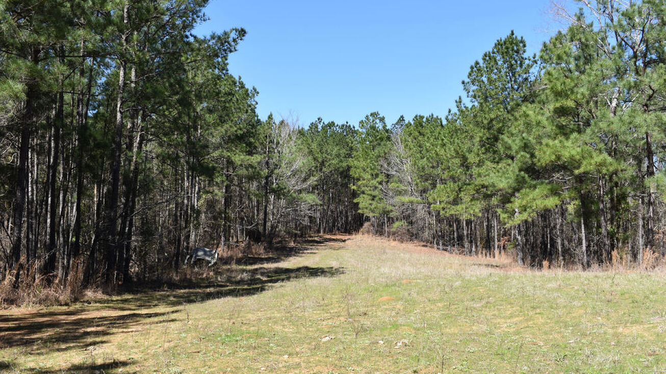 Hwy 315, Waverly, GA 31831 Land for Sale Hwy 315