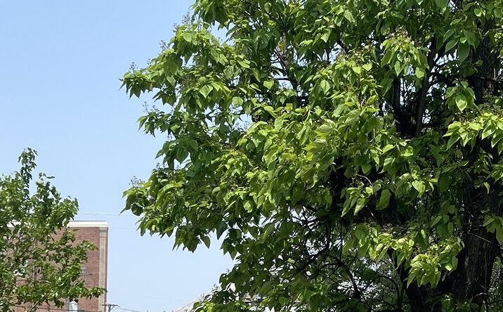 Pictures of Land property located at 3334 W Warren Boulevard, Chicago, IL 60624 for sales - image #1