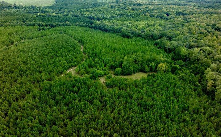 Pictures of Land property located at Les Smith Rd, Ellaville, GA 31806 for sales - image #1