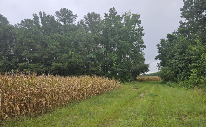 Pictures of Land, Special Purpose property located at 61.77 Ac Marion Church Rd, Salters, SC 29590 for sales - image #1