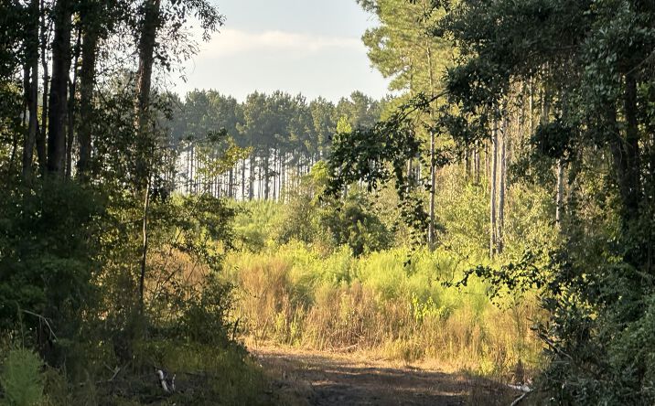 Pictures of Land property located at Tract#6201 Doyle Morgan Road, Defuniak Springs, FL 32433 for sales - image #1
