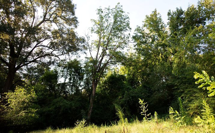 Pictures of Land property located at 202 Williams Ave, Oxford, MS 38655 for sales - image #1