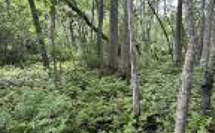 Pictures of Land property located at Bff 5 Brunson Teal Road, Kershaw, SC 29067 for sales - image #1