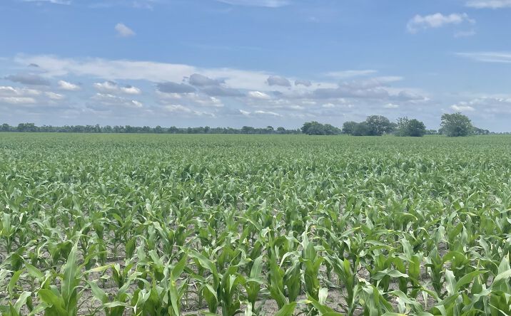 Pictures of Land property located at 5604 FM 2431 W, Bay CIty, TX 77456 for sales - image #1