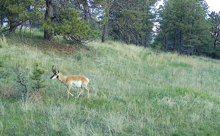 Pictures of Land property located at 01 Cattle Circle, Ramah, CO 80832 for sales - image #1