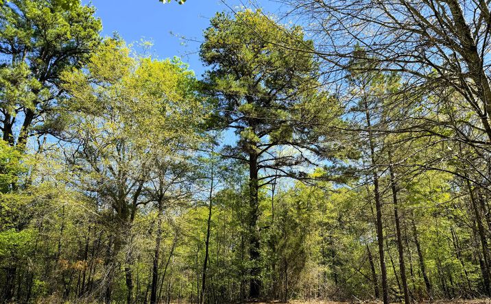 Pictures of Land property located at TBD Bellwood Lake Rd,, TYLER, TX 75709 for sales - image #1