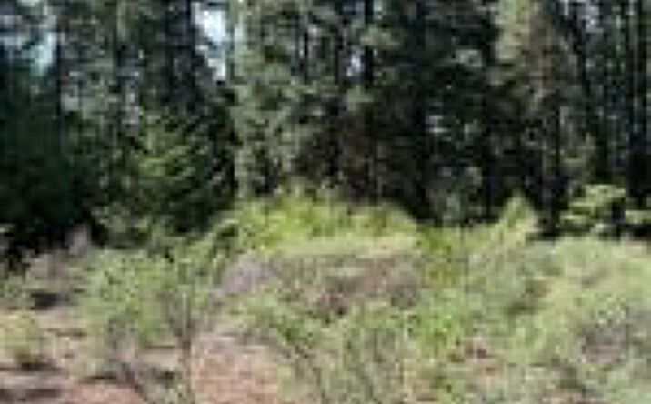 Pictures of Land property located at Castle Creek Rd, Castella, CA 96017 for sales - image #1