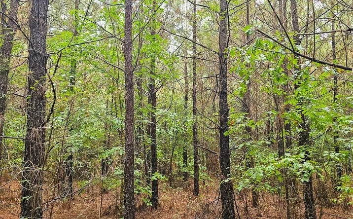 Pictures of Land property located at CR 26, Ozan, AR 71855 for sales - image #1
