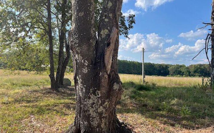 Pictures of Land property located at 85 Burns Lane, Lavinia, TN 38348 for sales - image #1