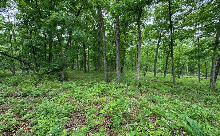 Pictures of Land property located at xxx State Highway A & Cardinal Way, Greentop, MO 63546 for sales - image #1