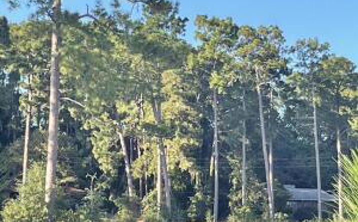 Pictures of Land property located at Lot 26 Birdie Place, Graniteville, SC 29829 for sales - image #1
