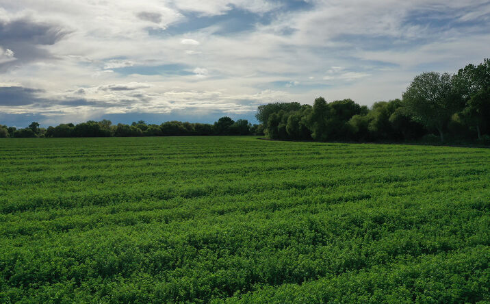 Pictures of Land property located at E & W sides of Hereford Rd,, Los Banos, CA 93635 for sales - image #1