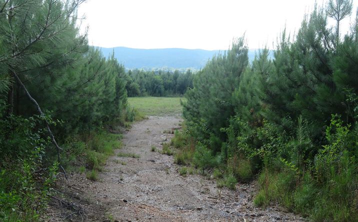 Pictures of Land property located at Woodville 884 Tract, Randolph, AL 36792 for sales - image #1