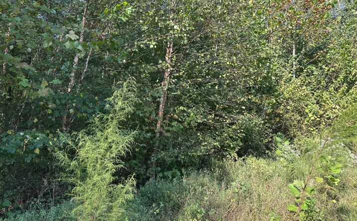 Pictures of Land property located at 2800 Plainview Road, Henderson, TN 38340 for sales - image #1