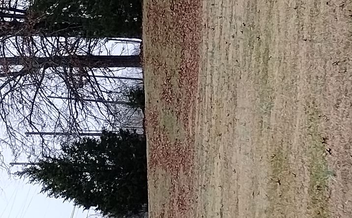 Pictures of Land property located at 2448 Fairview Blvd, Fairview, TN 37062 for sales - image #1