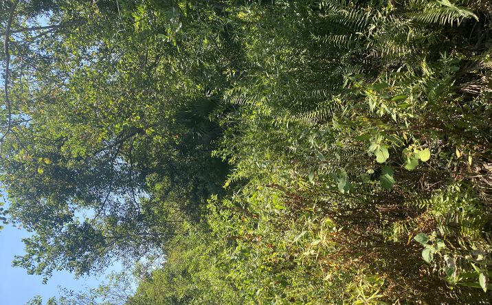 Pictures of Land property located at SW 23rd Avenue Rd, Marion Oaks, FL 34473 for sales - image #1