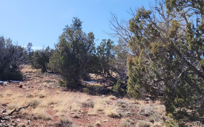 Pictures of Land property located at 261 Juniperwood Ranch, Ash Fork, AZ 86320 for sales - image #1