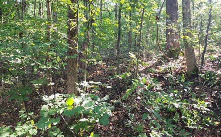 Pictures of Land property located at Ran-Cha-Ra Lots 56 & 57, Doniphan, MO 63935 for sales - image #1