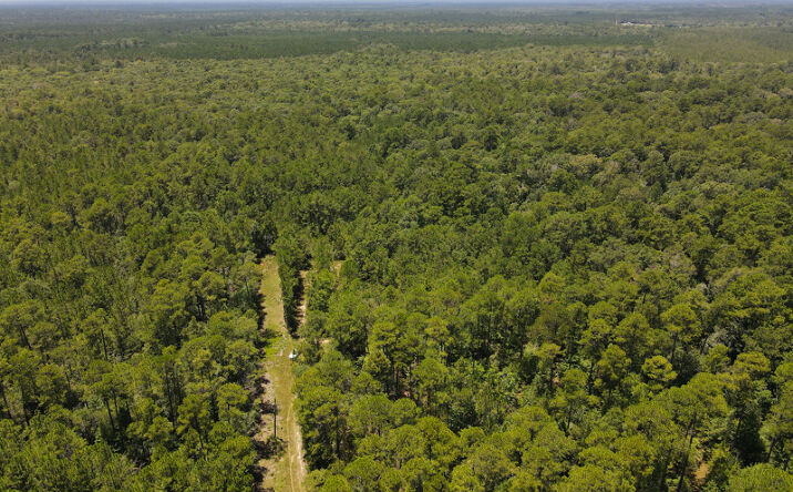 Pictures of Land property located at TBD Laird Road, Kountze, TX 77585 for sales - image #1