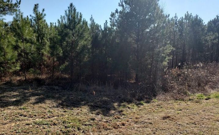Pictures of Land property located at 0 Stillwater Lane, Double Springs, AL 35553 for sales - image #1