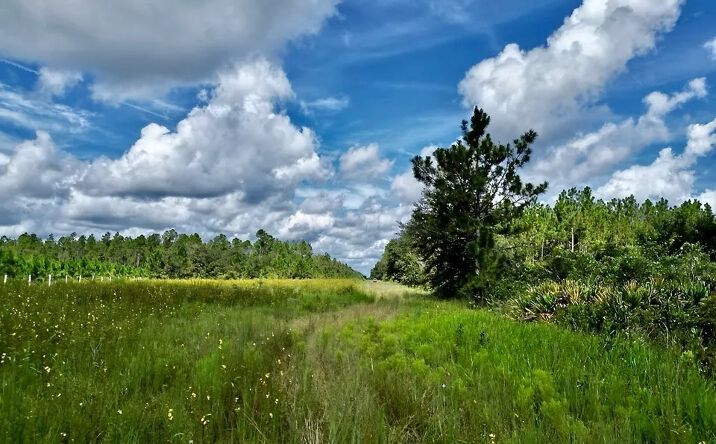 Pictures of Land property located at 123 County Rd 348 Loop, Mayo, FL 32066 for sales - image #1