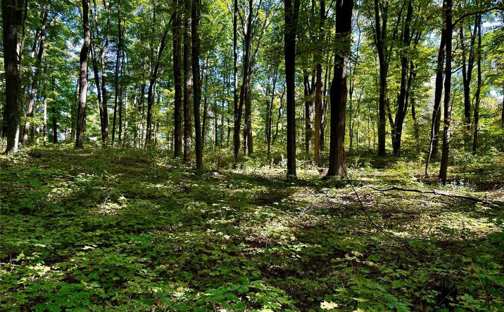 Pictures of Land property located at Freedom Road, LaGrange, NY 12569 for sales - image #1