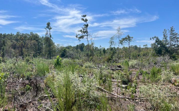 Pictures of Land property located at TBD J Hickman Road, Leggett, TX 77350 for sales - image #1