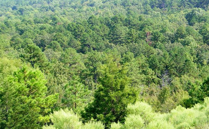 Pictures of Land property located at State Highway 82, Red Oak, OK 74563 for sales - image #1
