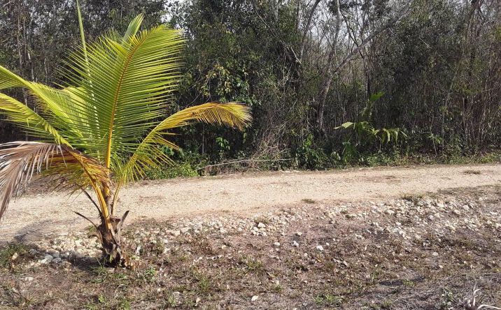 Pictures of Land property located at Belize Picturesque 5 Acres, Belize, Belize 00000 for sales - image #1