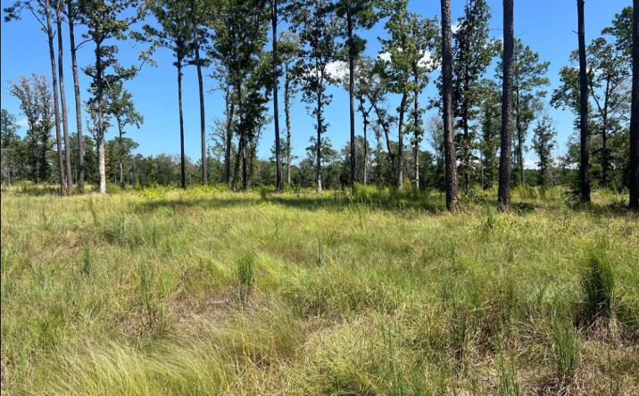Pictures of Land property located at TBD Ray Marsh Road, Livingston, TX 77351 for sales - image #1