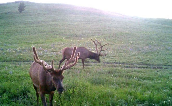 Pictures of Land property located at TBD Indian Creek Road, TOWNSEND, MT 59644 for sales - image #1