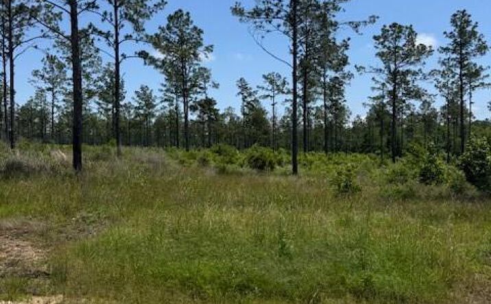 Pictures of Land property located at TBD 37 Reveille, Livingston, TX 77351 for sales - image #1