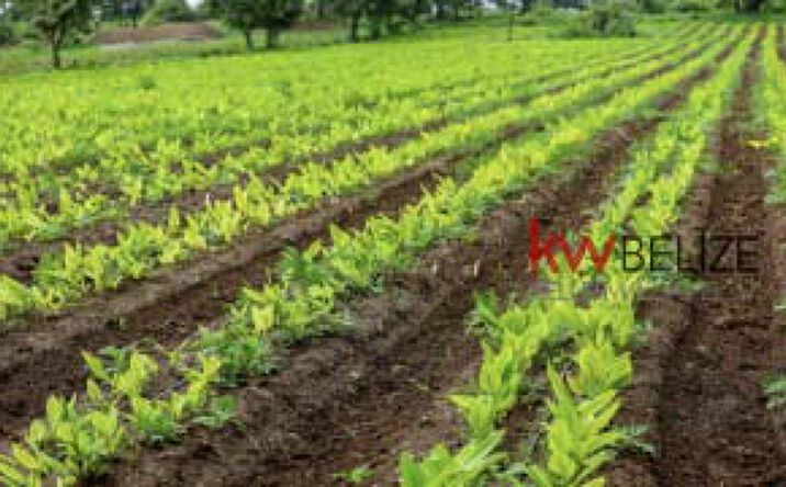 Pictures of Business for Sale property located at Belize’s Premier Turmeric Business, Belize, Belize 00000 for sales - image #1